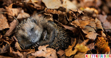 Igel-Hilfe im Winter– Kurz-&-Knapp-Wissen