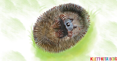 Massage- und Vorlesegeschichte: Der kleine Igel "Stachelpelz"