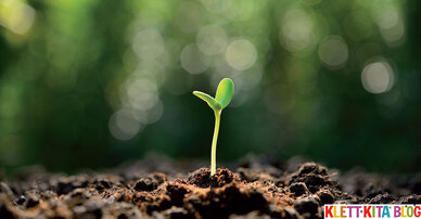 Pflanzen beobachten: Frühblüher im Glas