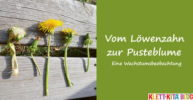 Vom Löwenzahn zur Pusteblume – Eine Wachstumsbeobachtung