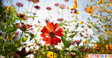 Bunte Blumen wachsen – Ein Kniereiter im Frühling