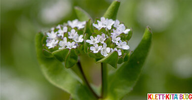 Blumen pflücken macht Spaß – Ein Fingerspiel