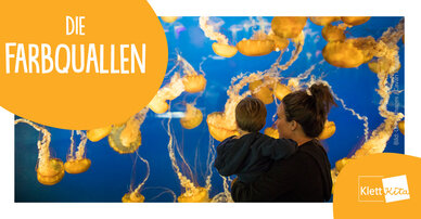 Die Farbquallen