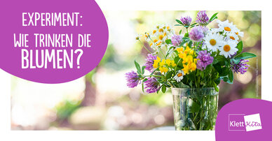 Experiment: Wie trinken die Blumen?