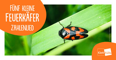 Fünf kleine Feuerkäfer – Zahlenlied