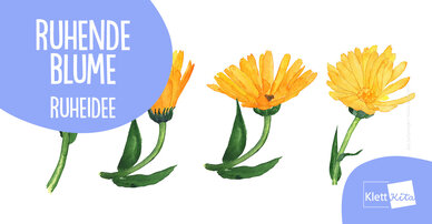 Ruhende Blume – Ruheidee