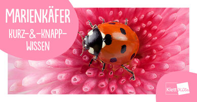 Marienkäfer – Kurz-&-Knapp-Wissen