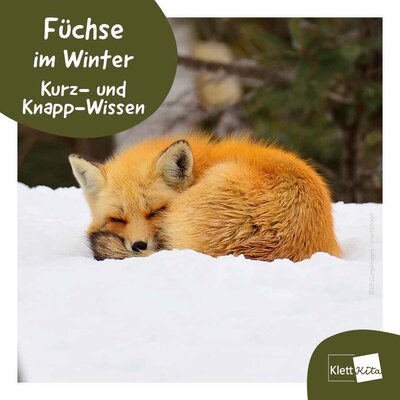 Cover Füchse im Winter