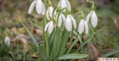 Wenn es Frühling wird – Fingerspiel