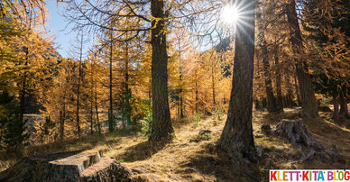 Ein Tannenbaumspaziergang – Nadelbäume im Spätherbst entdecken